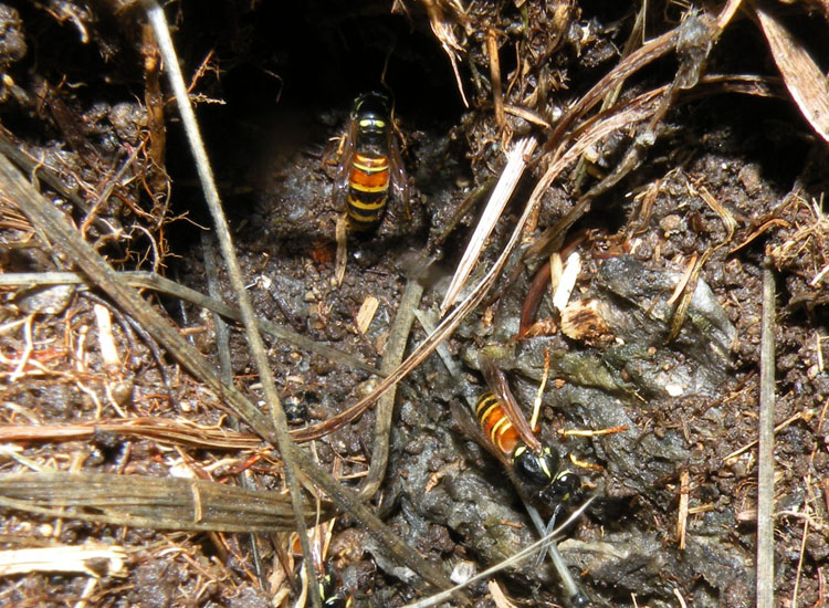 Vespula rufa